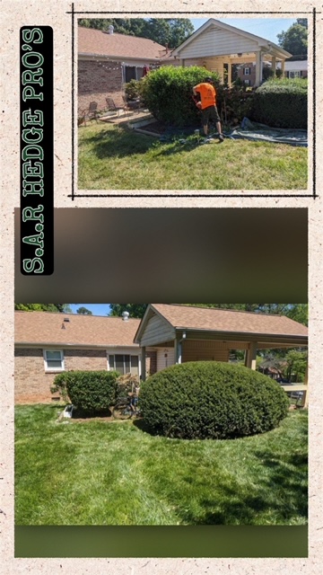 S.A.R Lawn Pro’s IMG_1627 Hedge Trimming  